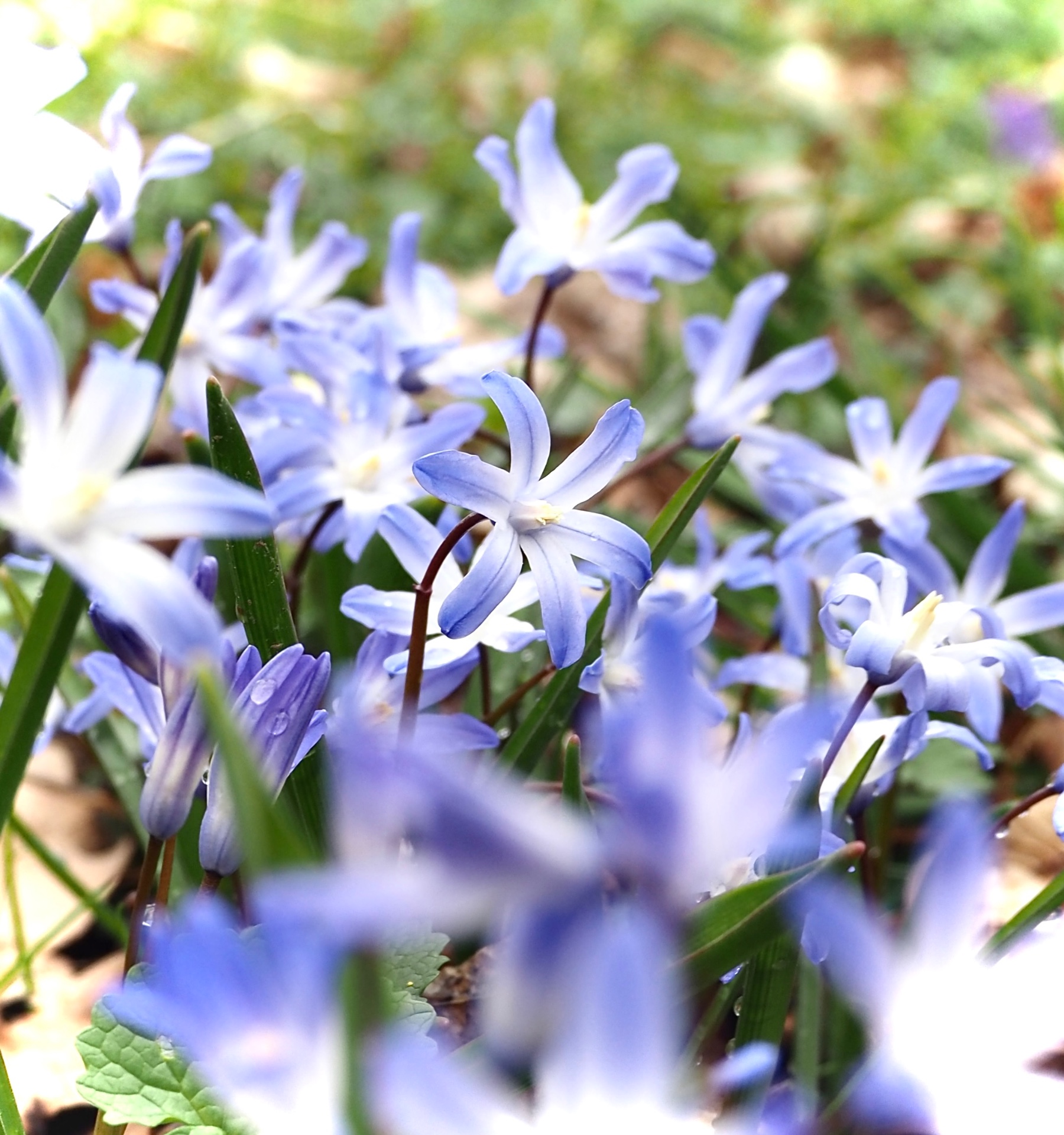 Blausterne im Frühling