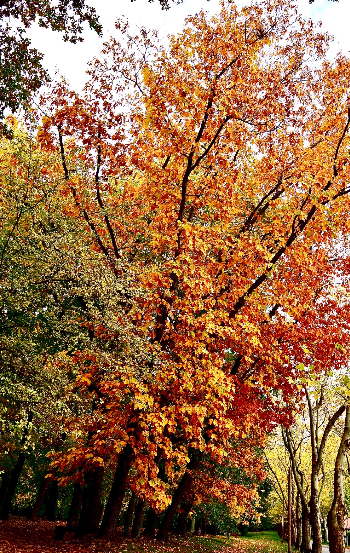 Eiche im Herbstlaub