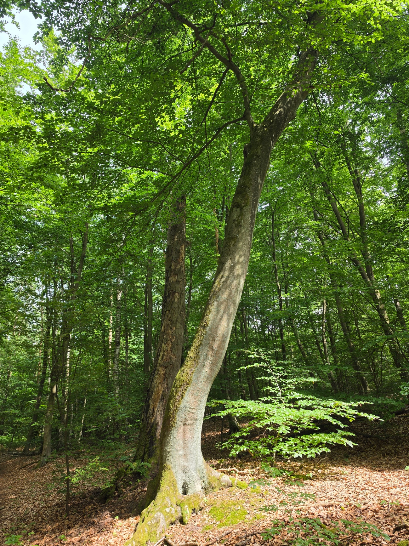 Schlanke Buche im Sommerwald