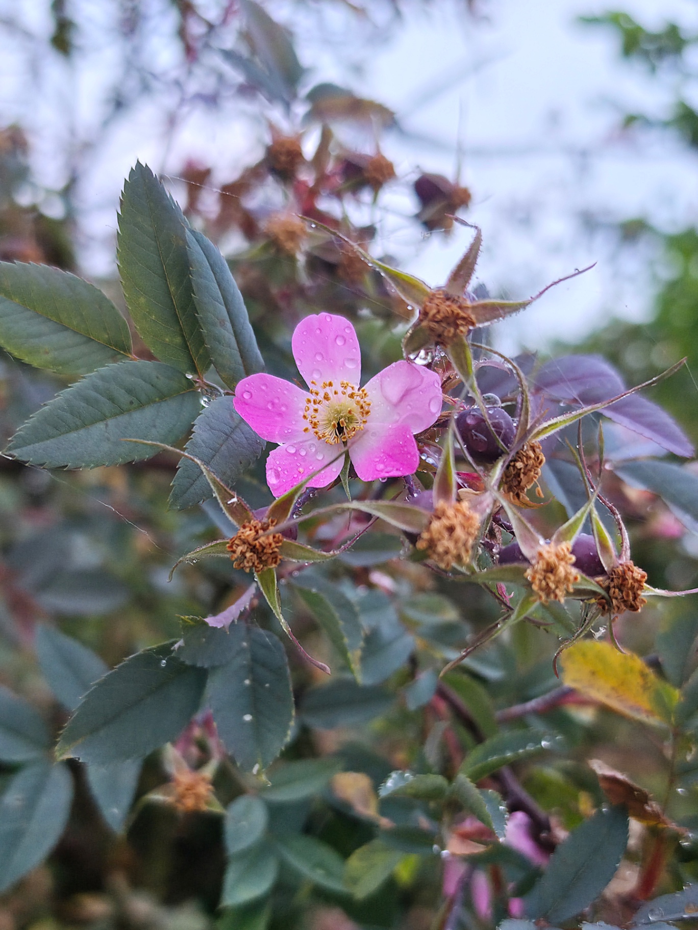 Wilde Rosenblüte mit Regentropfen